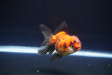 Juvenile Thai Oranda  Red Black 3 Inch (ID#1115To13b-69) Free2Day SHIPPING