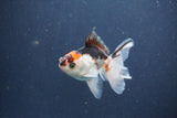 Baby Thai Oranda  Tricolor 3 Inch (ID#1022ToPTA-42) Free2Day SHIPPING