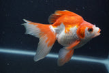 Ryukin Long Tail Red White 5 Inch (ID#0103Ry7b-6) Free2Day SHIPPING