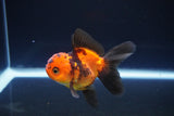 Juvenile Thai Oranda  Red Black 3 Inch (ID#1115To13b-69) Free2Day SHIPPING