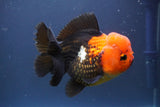 Short Body Thai Oranda  Tricolor 4.5 Inch (ID#910To14a-63) Free2Day SHIPPING