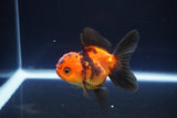 Juvenile Thai Oranda  Red Black 3 Inch (ID#1115To13b-69) Free2Day SHIPPING