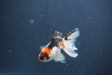 Baby Thai Oranda  Tricolor 3 Inch (ID#1022ToPTA-42) Free2Day SHIPPING