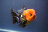 Short Body Thai Oranda  Tricolor 4.5 Inch (ID#910To14a-63) Free2Day SHIPPING