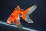 Ryukin Long Tail Red White 5 Inch (ID#0103Ry7b-6) Free2Day SHIPPING