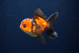 Juvenile Thai Oranda  Red Black 3 Inch (ID#1115To13b-69) Free2Day SHIPPING