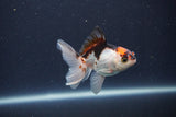 Baby Thai Oranda  Tricolor 3 Inch (ID#1022ToPTA-42) Free2Day SHIPPING