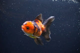 Juvenile Thai Oranda  Red Black 3 Inch (ID#1115To13b-69) Free2Day SHIPPING