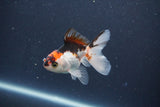 Baby Thai Oranda  Tricolor 3 Inch (ID#1022ToPTA-42) Free2Day SHIPPING