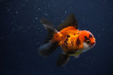 Juvenile Thai Oranda  Red Black 3 Inch (ID#1115To13b-69) Free2Day SHIPPING