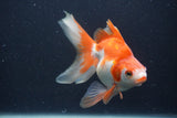 Ryukin Long Tail Red White 5 Inch (ID#0103Ry7b-6) Free2Day SHIPPING