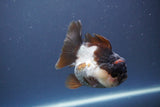 Short Body Thai Oranda  Panda 3.5 Inch (ID#910To14a-64) Free2Day SHIPPING