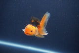 Baby Thai Oranda  Red Black 3 Inch (ID#1022ToPTA-43) Free2Day SHIPPING