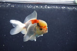 Juvenile Thai Oranda  Tricolor 3 Inch (ID#411T13b-66) Free2Day SHIPPING