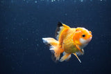 Juvenile Thai Oranda  Red White 3.5 Inch (ID#1115To13b-70) Free2Day SHIPPING