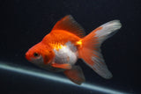 Ryukin Long Tail Red White 5 Inch (ID#0107Ry7b-1) Free2Day SHIPPING