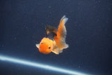 Baby Thai Oranda  Red Black 3 Inch (ID#1022ToPTA-43) Free2Day SHIPPING