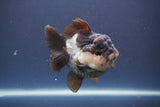 Short Body Thai Oranda  Panda 3.5 Inch (ID#910To14a-64) Free2Day SHIPPING