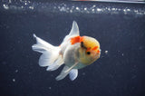 Juvenile Thai Oranda  Tricolor 3 Inch (ID#411T13b-66) Free2Day SHIPPING
