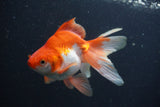 Ryukin Long Tail Red White 5 Inch (ID#0107Ry7b-1) Free2Day SHIPPING