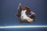 Short Body Thai Oranda  Panda 3.5 Inch (ID#910To14a-64) Free2Day SHIPPING