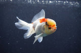 Juvenile Thai Oranda  Tricolor 3 Inch (ID#411T13b-66) Free2Day SHIPPING