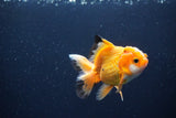 Juvenile Thai Oranda  Red White 3.5 Inch (ID#1115To13b-70) Free2Day SHIPPING