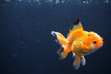 Juvenile Thai Oranda  Red White 3.5 Inch (ID#1115To13b-70) Free2Day SHIPPING