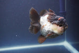 Short Body Thai Oranda  Panda 3.5 Inch (ID#910To14a-64) Free2Day SHIPPING