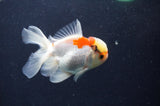 Juvenile Thai Oranda  Tricolor 3 Inch (ID#411T13b-66) Free2Day SHIPPING