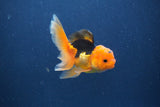 Baby Thai Oranda  Red Black 3 Inch (ID#1022ToPTA-43) Free2Day SHIPPING