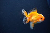 Juvenile Thai Oranda  Red White 3.5 Inch (ID#1115To13b-70) Free2Day SHIPPING