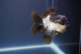 Short Body Thai Oranda  Panda 3.5 Inch (ID#910To14a-64) Free2Day SHIPPING