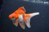 Ryukin Long Tail Red White 5 Inch (ID#0107Ry7b-1) Free2Day SHIPPING