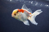 Juvenile Thai Oranda  Tricolor 3 Inch (ID#411T13b-66) Free2Day SHIPPING