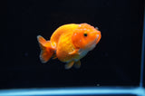 Juvenile Ranchu  Red White 3 Inch (ID#314R9b-60) Free2Day SHIPPING