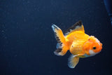 Juvenile Thai Oranda  Red White 3.5 Inch (ID#1115To13b-70) Free2Day SHIPPING