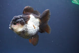 Short Body Thai Oranda  Panda 3.5 Inch (ID#910To14a-64) Free2Day SHIPPING