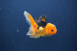 Baby Thai Oranda  Red Black 3 Inch (ID#1022ToPTA-43) Free2Day SHIPPING