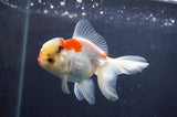 Juvenile Thai Oranda  Tricolor 3 Inch (ID#411T13b-66) Free2Day SHIPPING