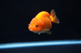 Juvenile Ranchu  Red White 3 Inch (ID#314R9b-60) Free2Day SHIPPING