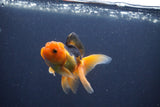 Baby Thai Oranda  Red Black 3 Inch (ID#1022ToPTA-43) Free2Day SHIPPING