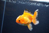 Juvenile Thai Oranda  Red White 3.5 Inch (ID#1115To13b-70) Free2Day SHIPPING