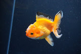 Juvenile Thai Oranda  Red White 3.5 Inch (ID#1115To13b-70) Free2Day SHIPPING