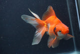 Ryukin Long Tail Red White 5 Inch (ID#0107Ry7b-1) Free2Day SHIPPING