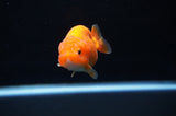 Juvenile Ranchu  Red White 3 Inch (ID#314R9b-60) Free2Day SHIPPING