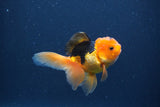 Baby Thai Oranda  Red Black 3 Inch (ID#1022ToPTA-43) Free2Day SHIPPING