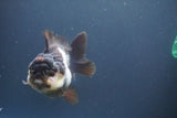 Short Body Thai Oranda  Panda 3.5 Inch (ID#910To14a-64) Free2Day SHIPPING