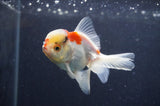 Juvenile Thai Oranda  Tricolor 3 Inch (ID#411T13b-66) Free2Day SHIPPING