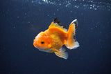 Juvenile Thai Oranda  Red White 3.5 Inch (ID#1115To13b-70) Free2Day SHIPPING